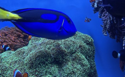 蓝色深海珊瑚礁小丑鱼图片