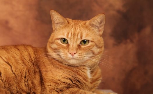 趴在地上凝视前方的小花猫图片