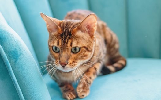 可爱孟加拉猫图片