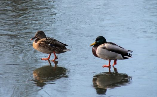 两只小鸭子戏水图片