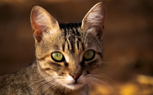 野生可爱狸花猫摄影图片