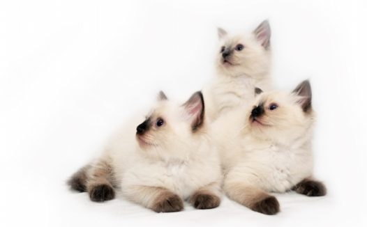 三只可爱小猫图片