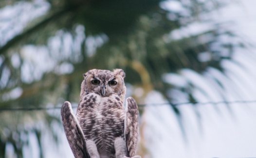 灰色猫头鹰图片