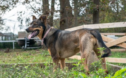 黑褐色德国牧羊犬图片