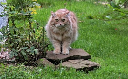森林猫野猫图片