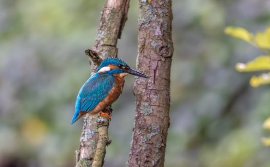 野生蓝色翠鸟站在树枝上图片