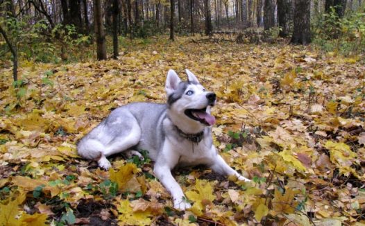树林赫斯基狗图片