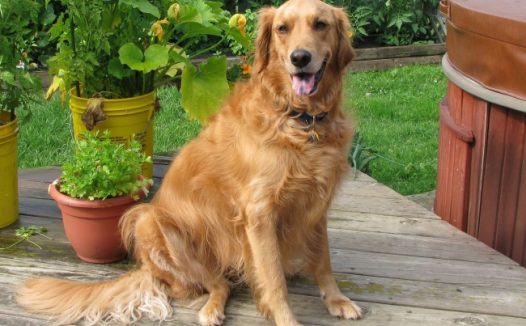 金毛犬成年犬图片