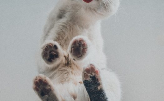 伸舌头卖萌小猫图片