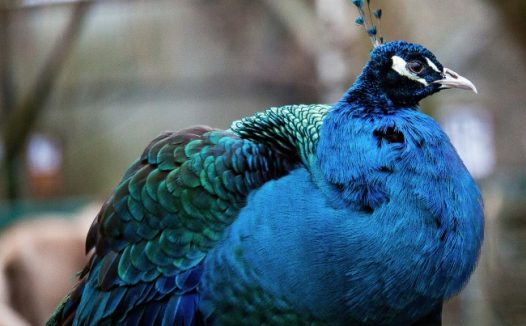 漂亮多彩孔雀图片