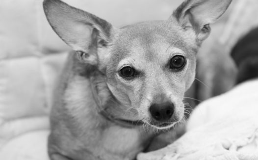 黑白摄影可爱狗狗图片