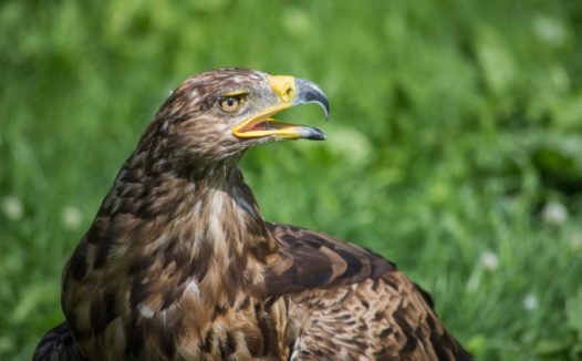 真实雄鹰图片欣赏