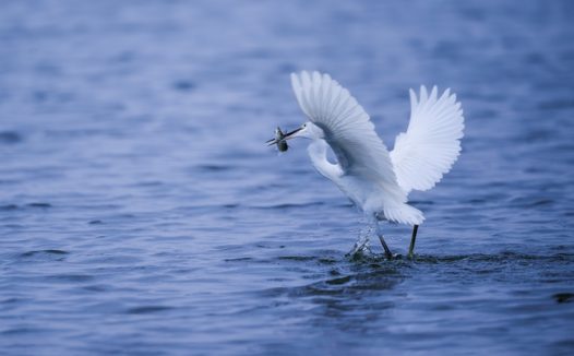 湖面上捉鱼的黑脸琵鹭图片