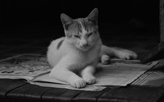 可爱小萌猫黑白单色调摄影图片