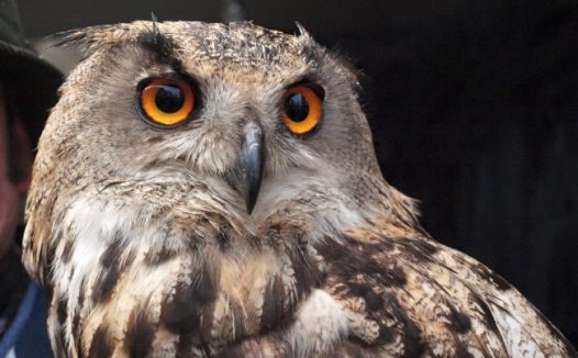 猫头鹰动物素材图片
