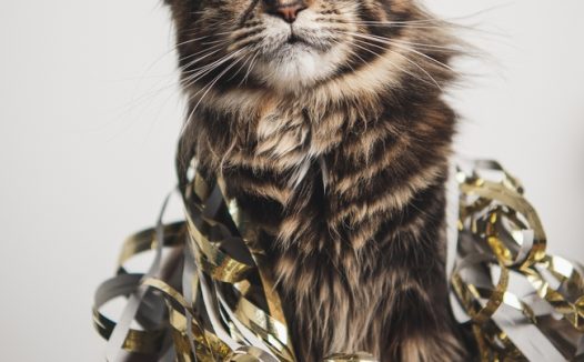 缅因库恩猫咪图片