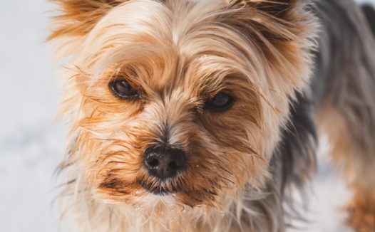 约克夏犬宠物狗图片