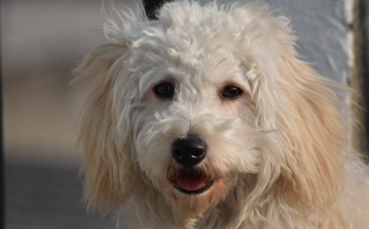 白色长毛宠物狗图片