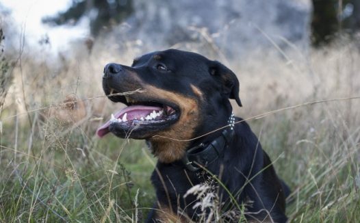 美系罗威纳犬图片