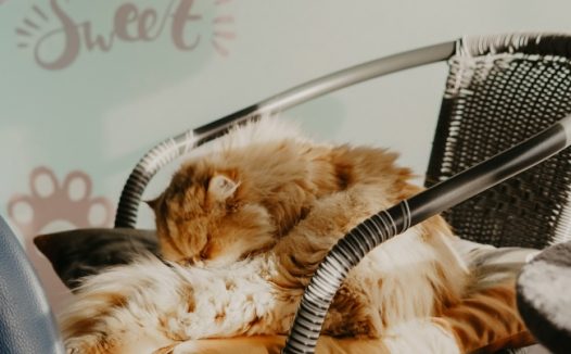 长毛波斯猫睡觉图片