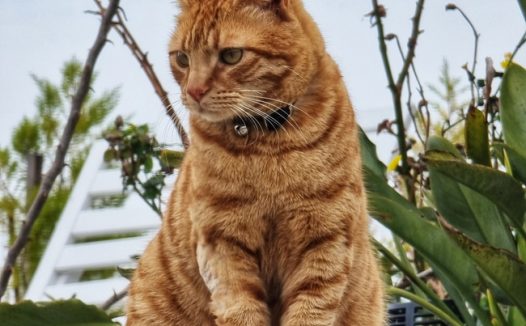 美国硬毛猫图片