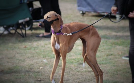 法老王猎犬图片