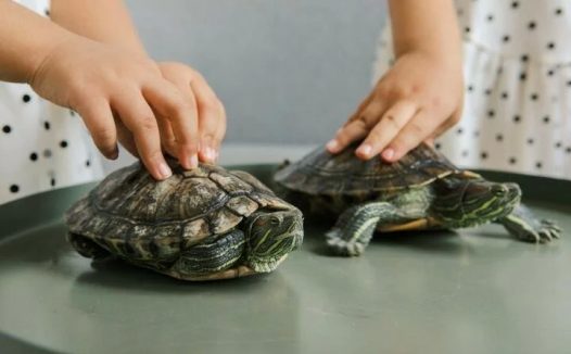 龟肠胃炎：病因、症状与治疗