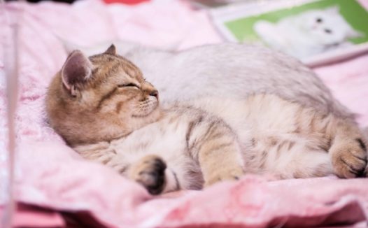 可爱小猫卖萌图片