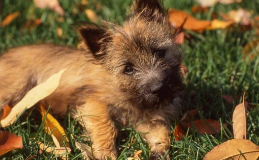 草地小猎犬图片