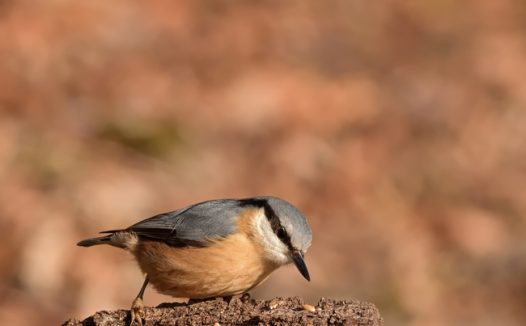 正在吃谷物的五十雀图片