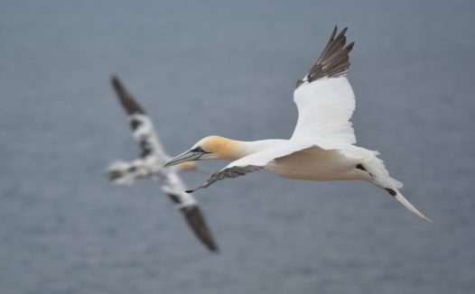 北方塘鹅高空飞行图片