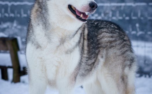 冬季雪地可爱哈士奇狗狗图片
