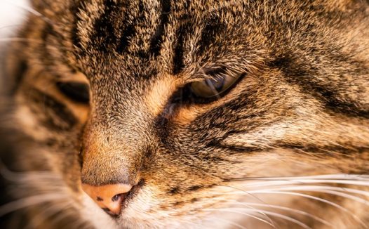 虎斑猫脸部特写摄影图片