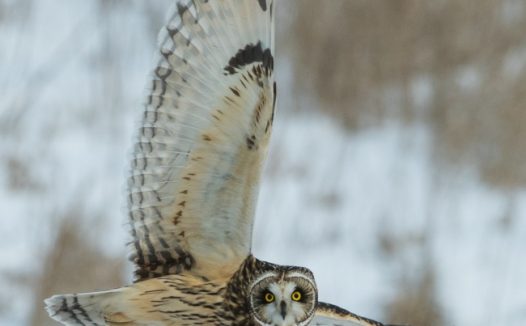 飞翔的猫头鹰图片