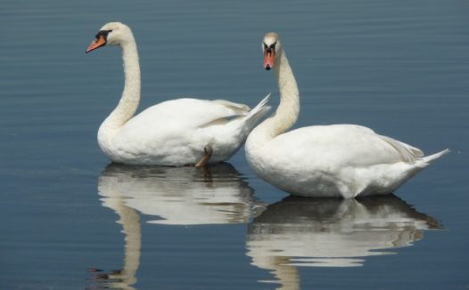 维克多湖两只白鹅图片