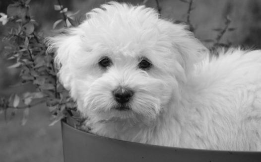 白色可爱狗狗摄影图片