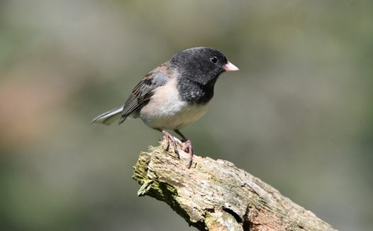 野生黑眼灯草雀图片