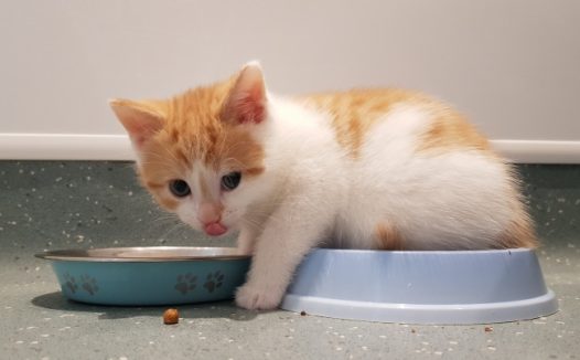 呆萌小猫咪可爱图片