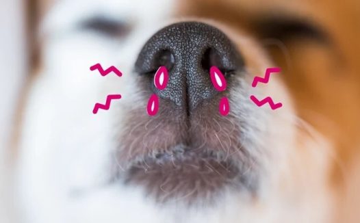 宠物鼻腔狭窄:病因、症状和治疗