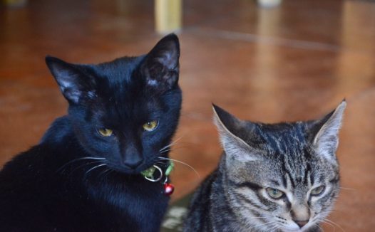 可爱小猫咪萌萌哒图片