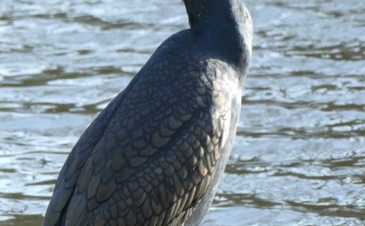 站在河边的大鸬鹚水禽图片