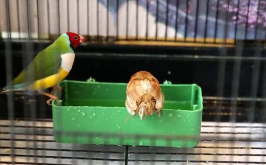 鸟儿洗澡的方式有哪些