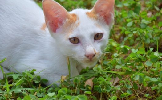 草丛里白色小猫图片