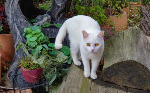 纯白色小猫图片