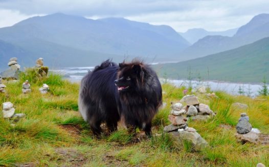 苏格兰牧羊犬可爱图片