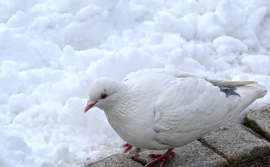 雪地白鸽图片