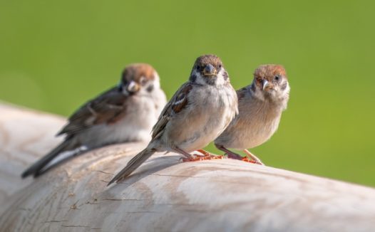 三只小山雀摄影图片