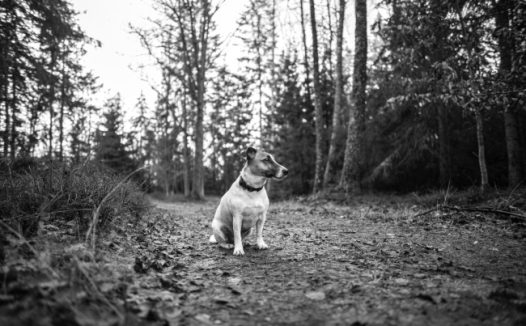 郊外田园犬黑白图片