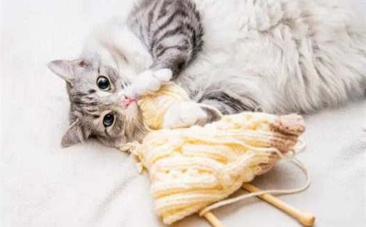 猫咪掉毛严重要怎么解决?