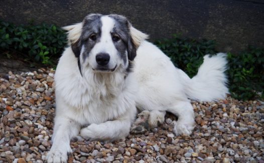 一只休息的白色狗图片